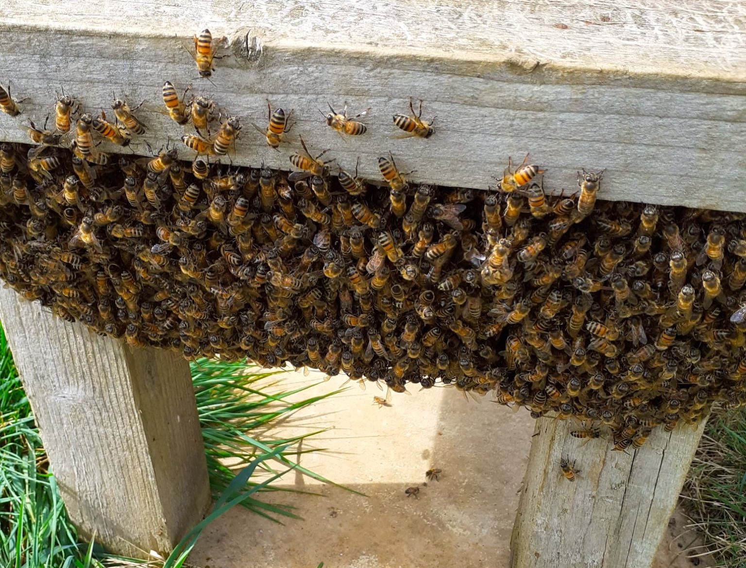 Honey Bees